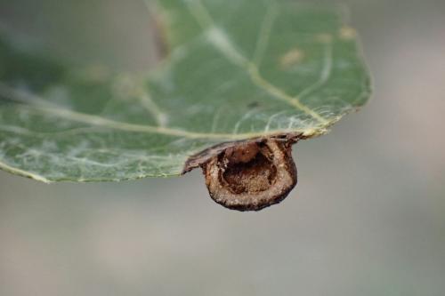 Harmandiola cavernosa